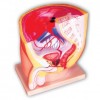 MEDIAN SECTION OF MALE PELVIS 